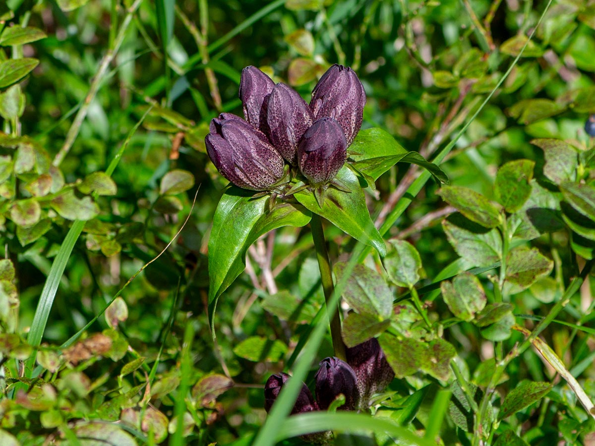 Blüten geschlossen